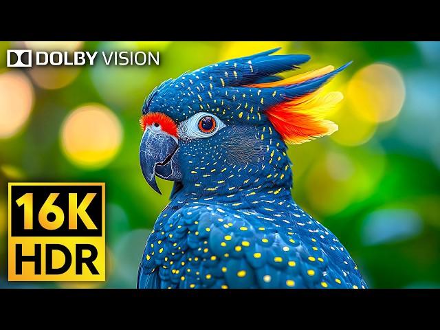 Incredible Wildlife in Stunning 16K HDR 120fps Dolby Vision