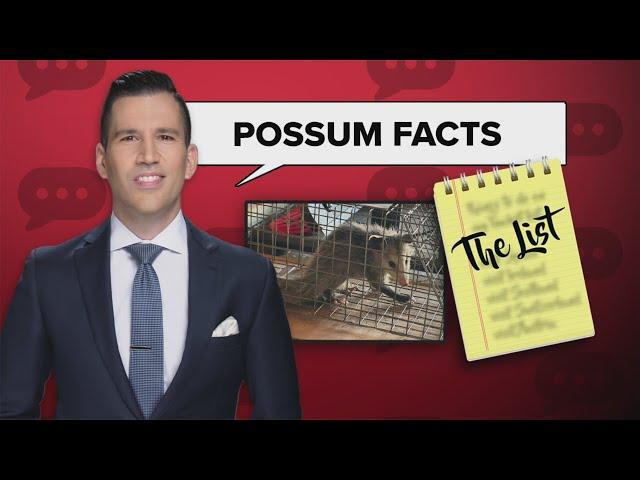 The List: Things Pat learned in trying to trap a possum