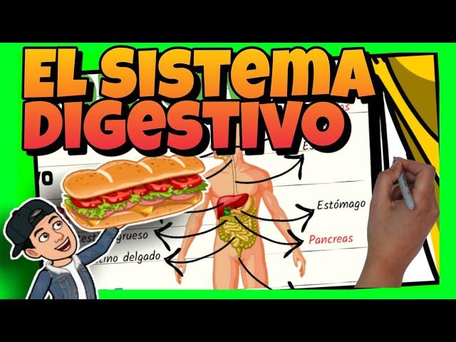  El SISTEMA DIGESTIVO del CUERPO HUMANO para NIÑOS de PRIMARIA