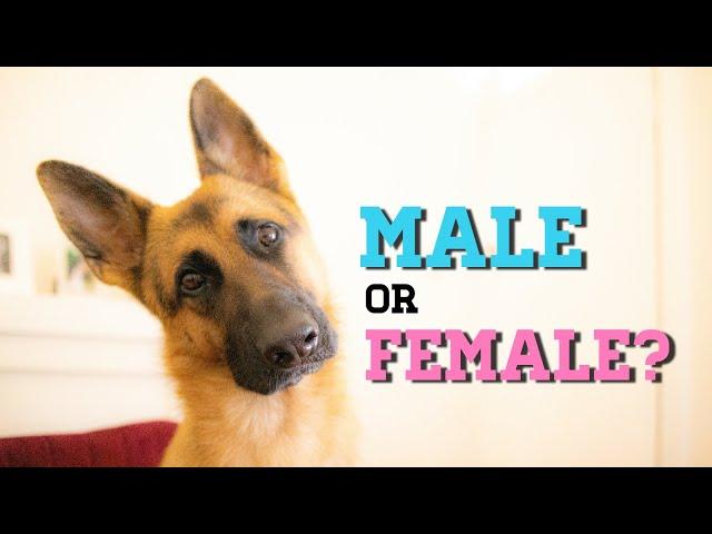 Should I get a male or female German Shepherd?