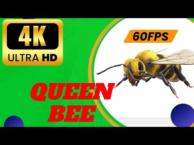 Qeen Bee Green Screen 4K UHD 60fps