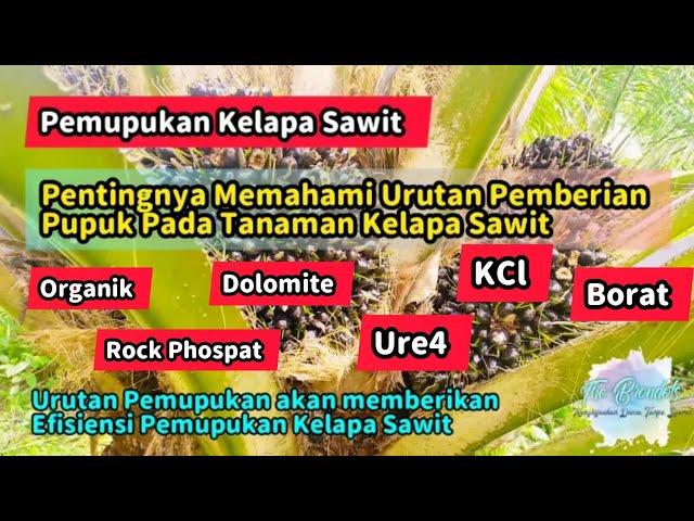 Pentingnya Memahami Urutan Pemberian Pupuk Pada Tanaman Kelapa Sawit