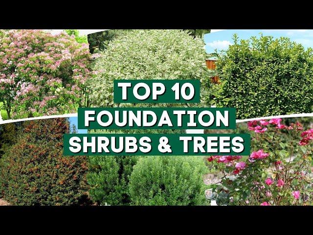 10 Shrubs & Trees You Can Plant Close to The House   | Foundation Plants 