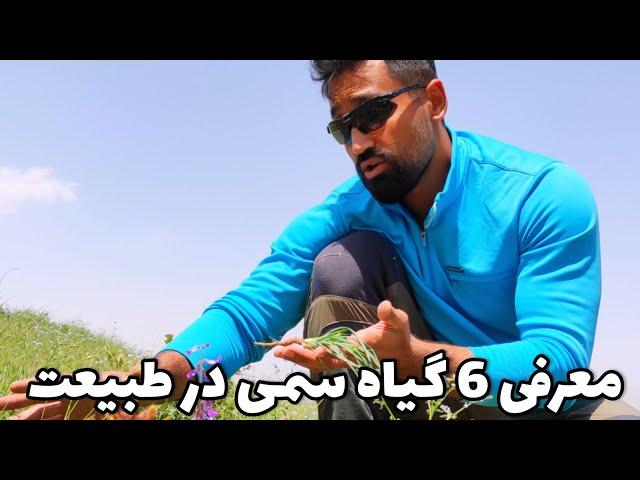 6 گیاه سمی و خطرناک در طبیعت که همه باید بشناسند_ آوان کمپ