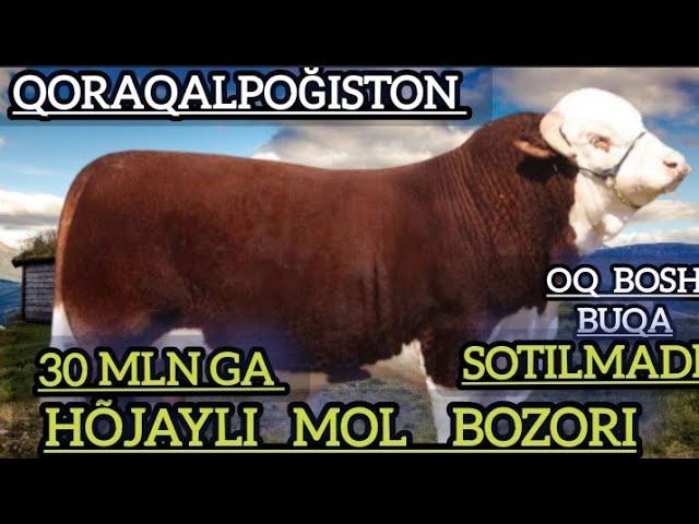 13-fevral Oq bosh buqalar, boqilgan xòkizlar ,sarkalar , qõy qòzilar, echki  uloqlar, cow, big cow