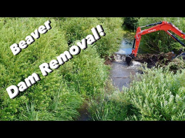 Beaver Dam Removal With Excavator!