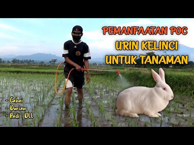 Pupuk Organik Cair (POC) Urin Kelinci Untuk Tanaman