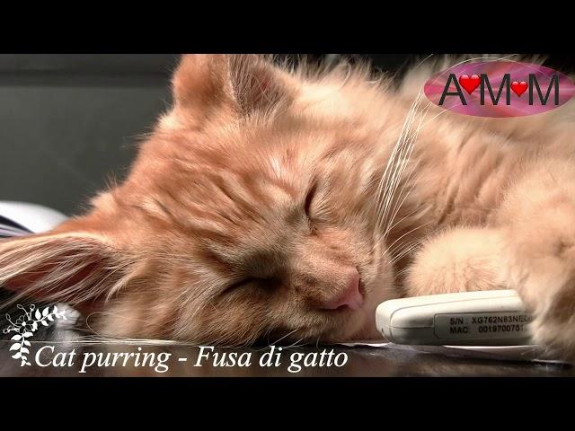 FUSA DI GATTO REALI - PURRING CAT - per Rilassarsi e per Dormire