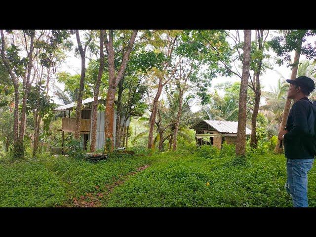 #V177 FARM LOT FOR SALE ₱2M | 400 puno na Mahogany at mga prutas + BAHAY ng Kasama in Cavinti Laguna