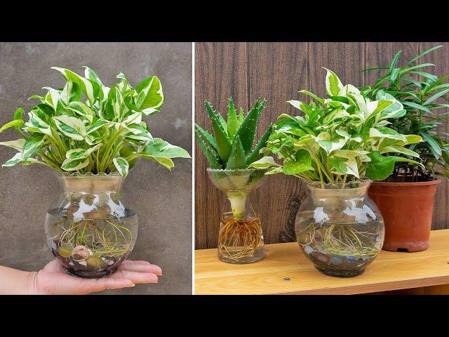 Propagation of Marble Queen from branches,Create beautiful potted plant to dispel stress and fatigue