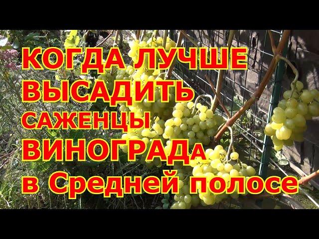 Когда ЛУЧШЕ ВЫСАЖИВАТЬ САЖЕНЦЫ винограда в Средней полосе