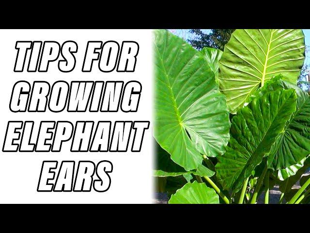  TIPS FOR GROWING ELEPHANT EARS IN POTS 