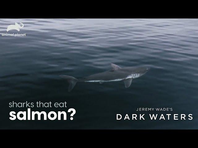 Fishing for salmon sharks l Jeremy Wade's Dark Waters l Animal Planet India