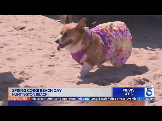 Corgi Beach Day takes over Huntington Beach