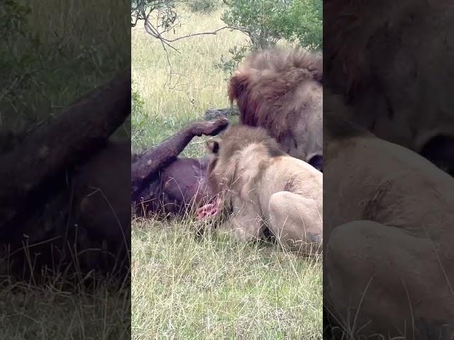 Lions Rip Rival Open to Eat Him Alive