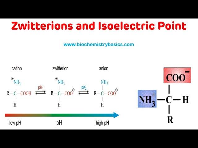 Zwitterions And Isoelectric Point || Isoelectric pH of Amino Acids