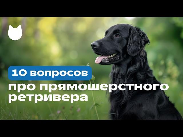 10 вопросов про прямошерстного ретривера (flat-coated retriever), черный ретривер ‍