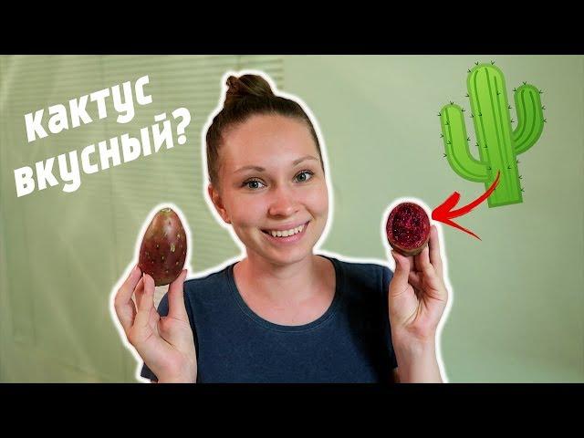 VLOG: КАКОЙ КАКТУС НА ВКУС? СМОТРИМ КВАРТИРЫ!