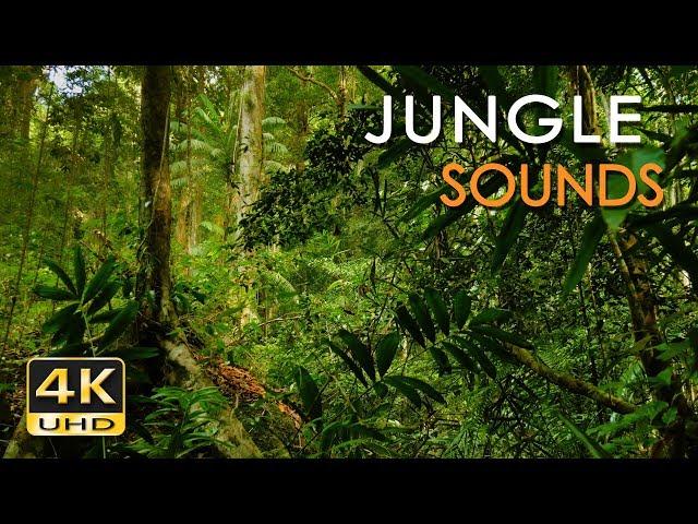 4K Jungle Sounds - Exotic Birds Singing - Tropical Forest - Relaxing Nature Video - Ultra HD - 2160p