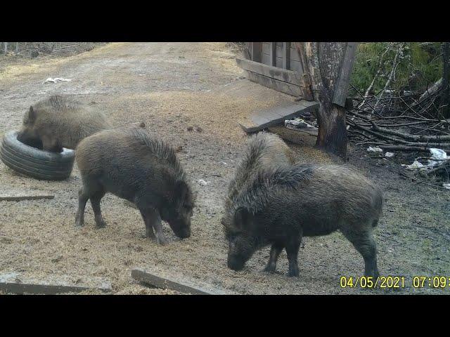 Boars. Fingerlings. We came to eat. Hunting and fishing. Boar hunting. We are watching! Issue 176