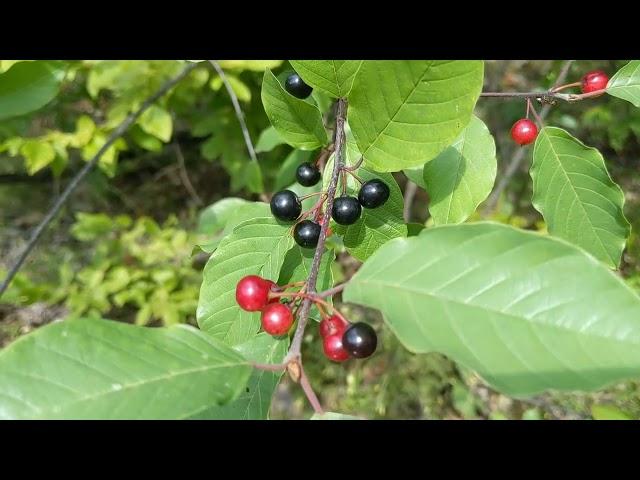 Крушина ламка (Frangula alnus) - отруйні чорні ягоди і помічна кора