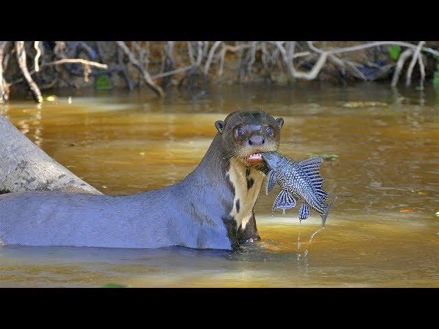 Гигантская выдра ест рыбу! Giant Otter.