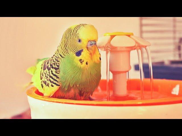 Budgie Bath Fountain