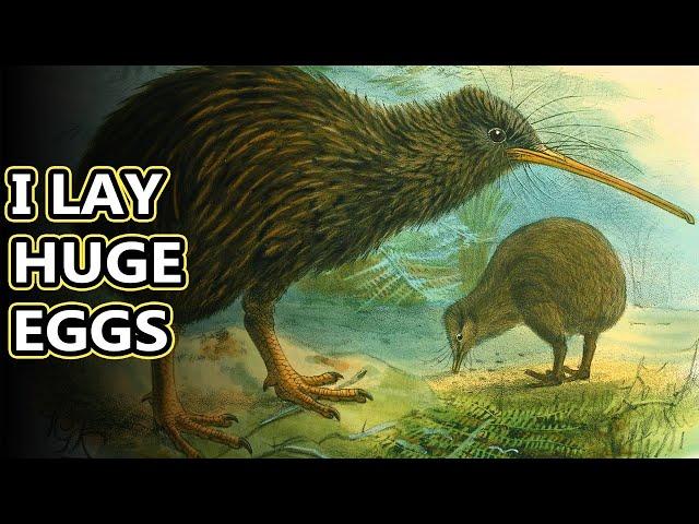 Kiwi facts: New Zealand's flightless birds | Animal Fact Files