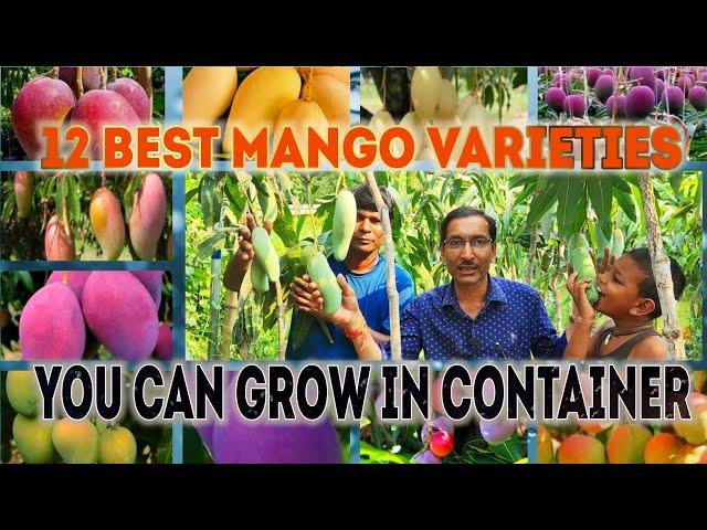 12 Best Mango Varieties you can grow in Container // Pot Growing Mango