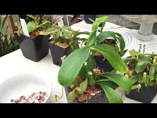 REPOTTING CARNIVOROUS PLANTS: LETS POT UP MY NEW NEPENTHES PITCHER PLANTS