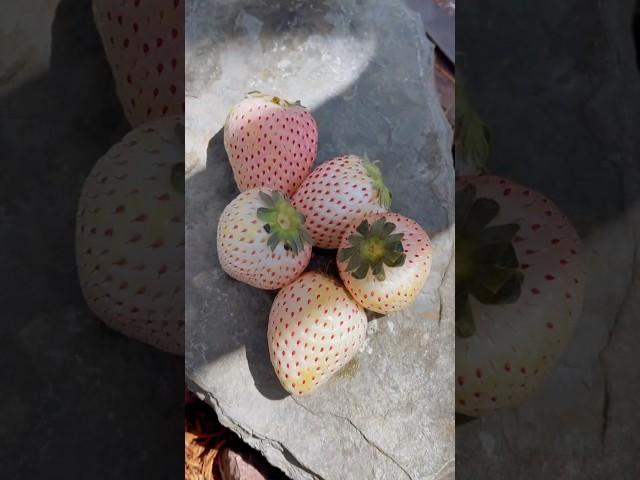 Strawberry putih hanya ada di negara amerika #strawberry #whitestrawberry #shorts