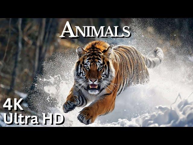 Animals in 4K: Stunning Wildlife Footage in Ultra High Definition