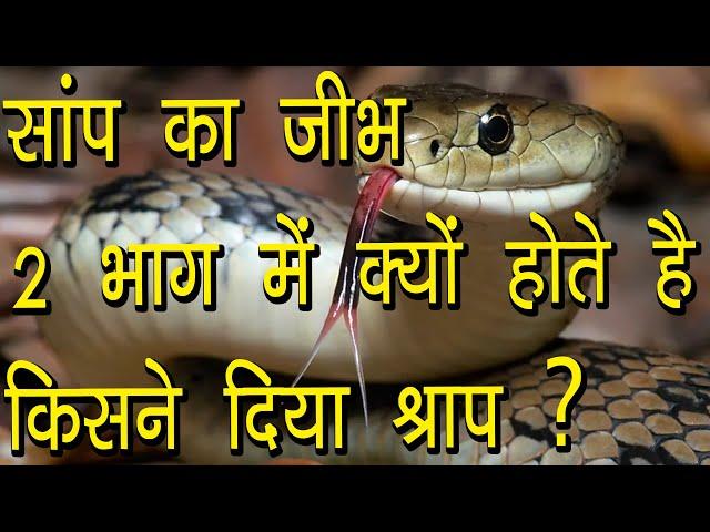 सांप का जीभ 2 भाग में क्यों होते है | किसने दिया श्राप | Why do snakes have tongue in 2 parts