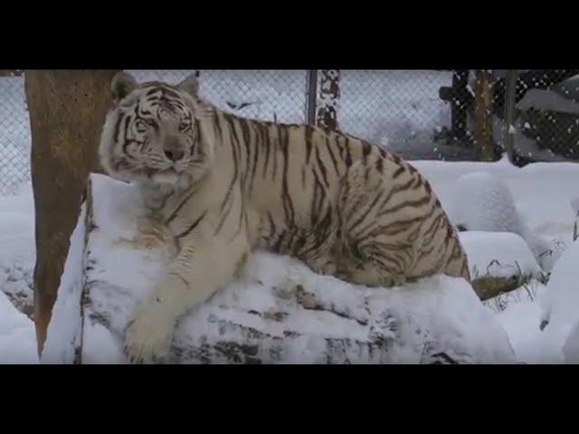 Beli tigar Tomek - White Bengal tiger - Panthera tigris tigris