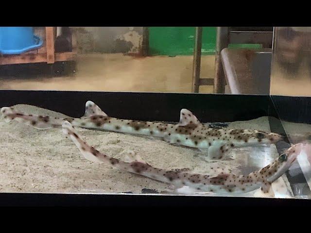 タイワンザメ　Finback cat shark　Proscyllium habereri
