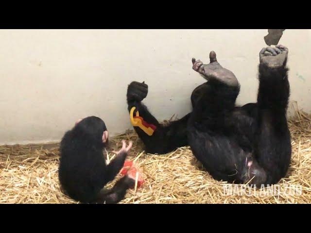 Baby Chimp Maisie with Males Louie & Alex