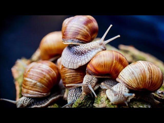 Snail Farming For Beginners | Why Its Profitable To Start A Snail Farm In 2022 #snail #snailfarming