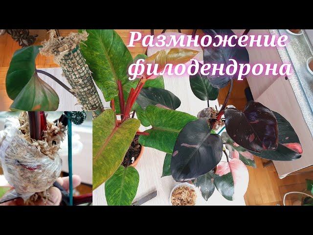 РАЗМНОЖЕНИЕ ФИЛОДЕНДРОНА СО 100% РЕЗУЛЬТАТОМ/philodendron pink princess/philodendron painted lady