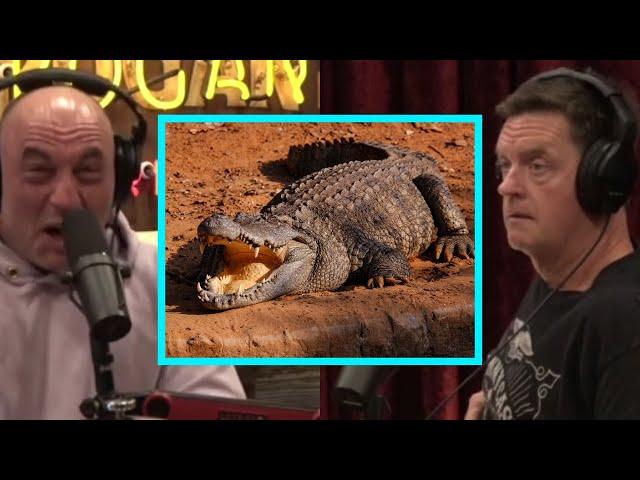 How Pythons Invaded Florida and Brought Nile Crocodiles | JRE