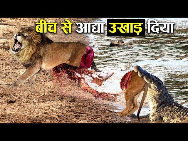 इससे ज्यादा घातक शिकारी कोई नहीं 10 most angry animals ! Lion ! Eal ! Crocodile ! Animal mess