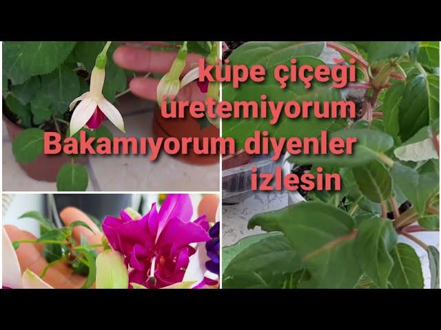 Çelikten küpeli çiçeği nasıl çoğaltılır.  KÜPE ÇİÇEĞİ üretimi.|Fuchsia Flowers. küpe çiçeği çelikten