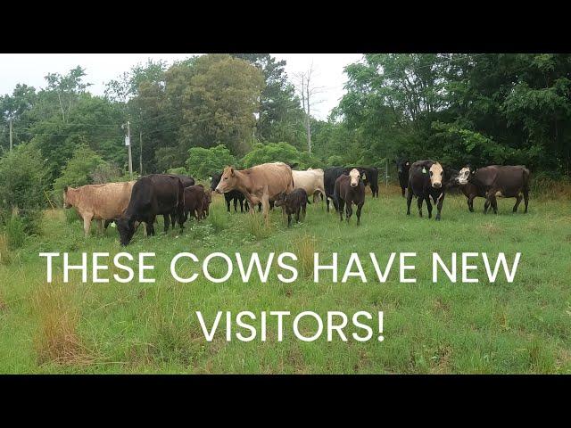 Moving and Tagging Cows (Part 2)