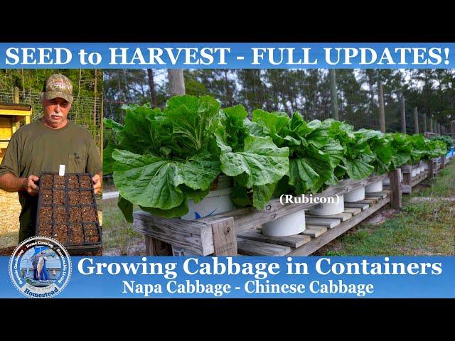 How to Grow Cabbage in CONTAINERS (SEED to HARVEST) Napa Cabbage/Chinese Cabbage