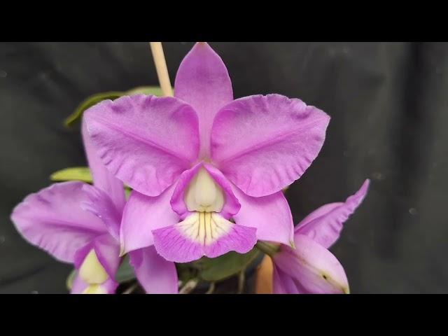 Cattleya Nobilior Cobiçada x Durval Ferreira