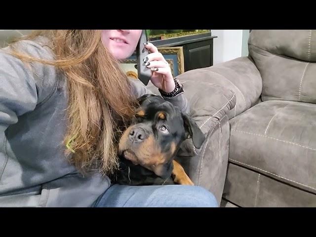 fake phone call with your dog's favorite words.