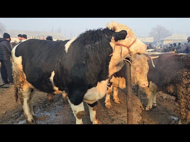 Ashaddiy Obunachilar Uchun BUVAYDA Yangiqo'rg'on CHORVA Bozori Narxlari