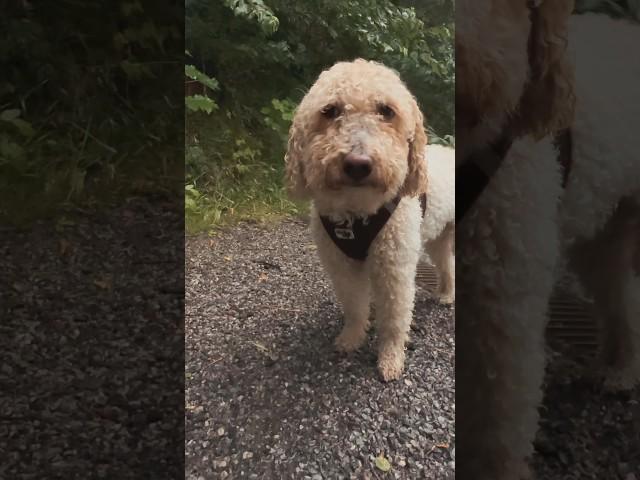 Die erstaunlichen Pfützenabenteuer von Sammy