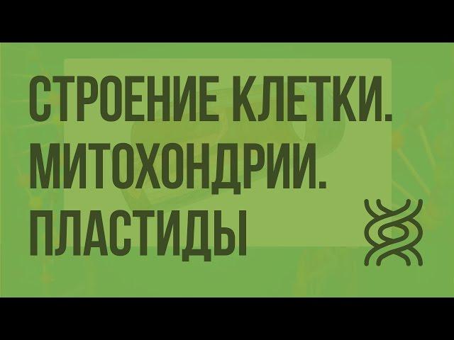 Строение клетки. Митохондрии. Пластиды. Органоиды движения. Видеоурок по биологии 10 класс