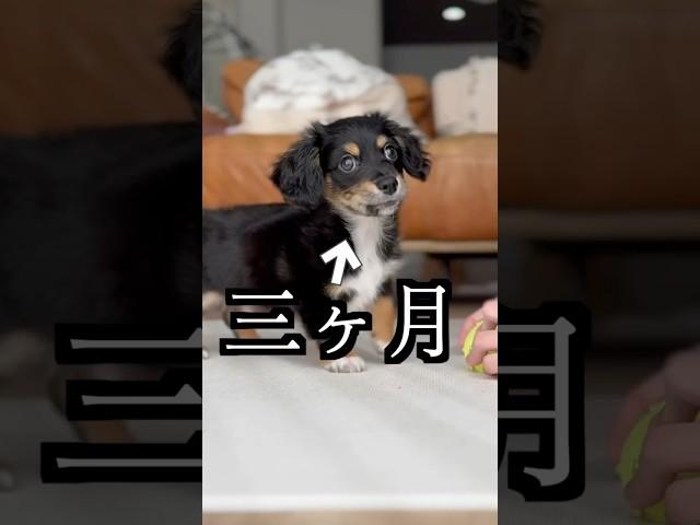 生後3ヶ月の犬に「バンッ」教えたら名演技すぎた！