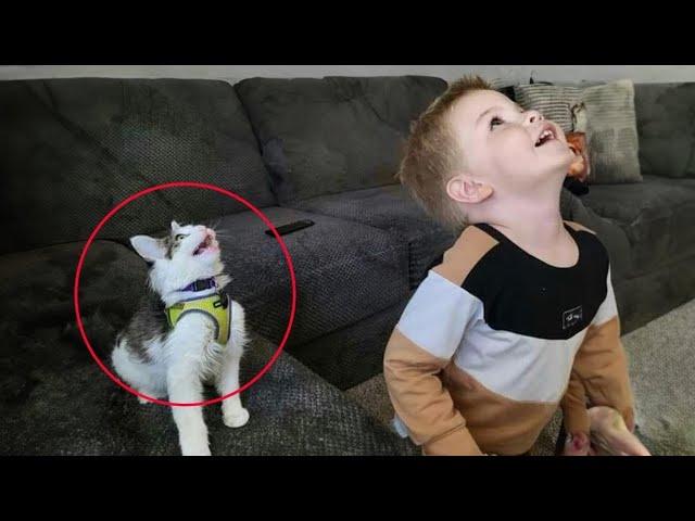 The Most dramatic cats moments ever!  Funny Cat Videos 2025 